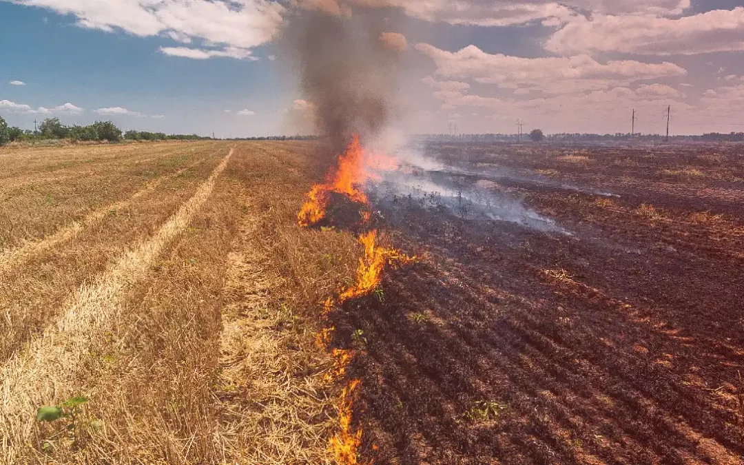 How Do Wildfires Affect Agriculture