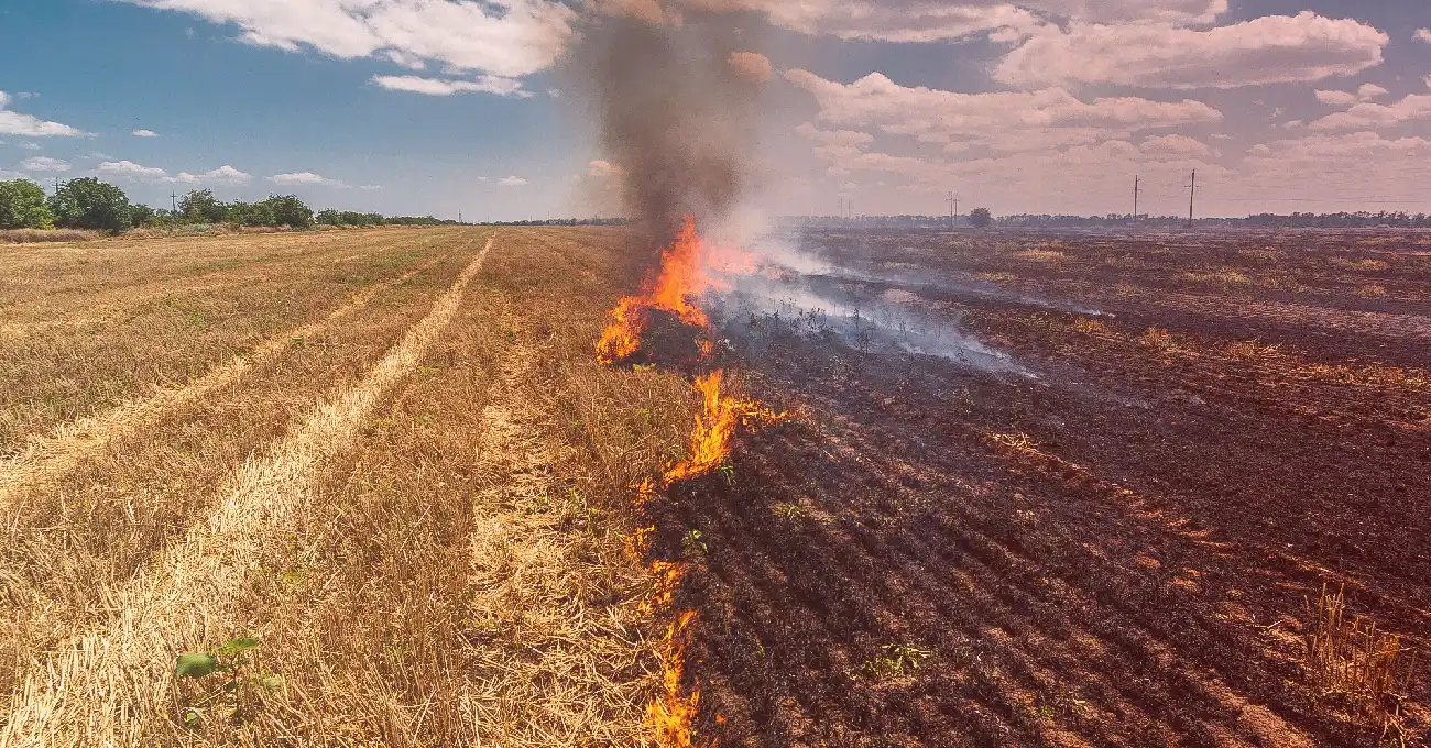 How Do Wildfires Affect Agriculture
