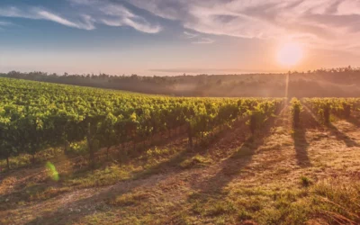 Understanding Vineyard Soils and How Tech is Changing Winemaking