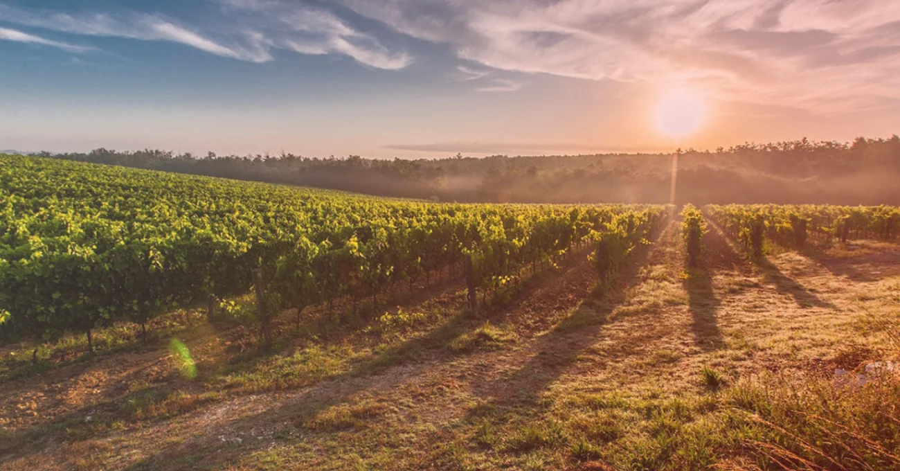 Understanding Vineyards Soils and How Tech is Changing Winemaking