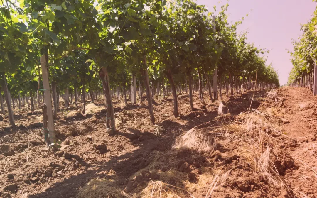 Vineyard Soil Testing is Evolving Thanks to IoT Tech