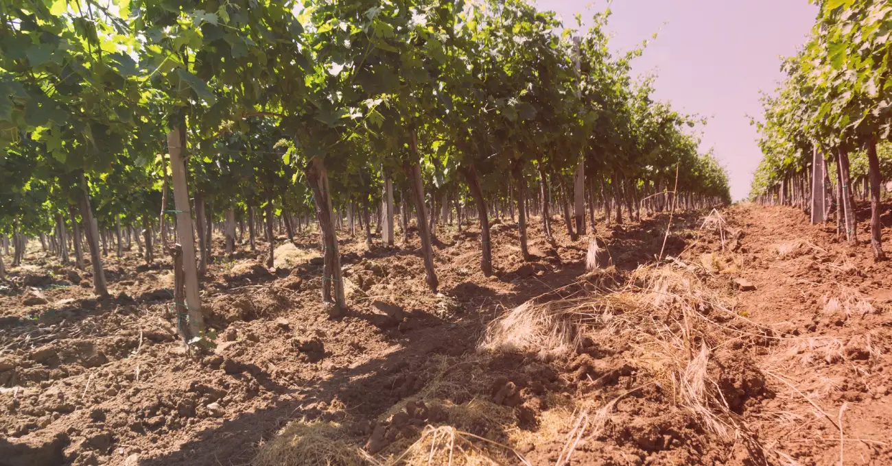Vineyard Soil Testing is Evolving Thanks to IoT Tech