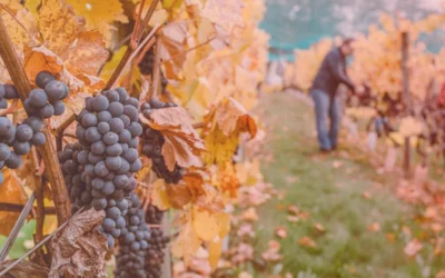 How Vineyard Soil Sampling is Key to Wine Production