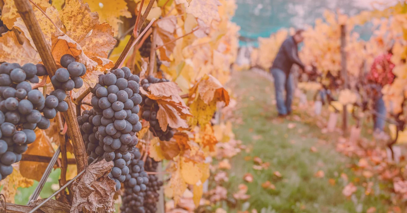 Grape winery sales