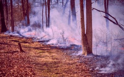 Clear the Haze: Why Hyperlocal Weather Tech is the Key to Wildfire Prevention